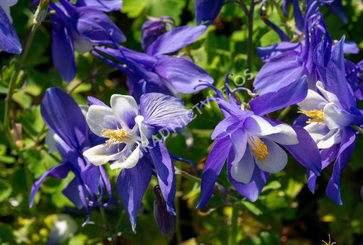 Orlíček 'Spring Magic Navy and White' - Aquilegia caerulea 'Spring Magic Navy and White'