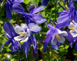 Orlíček 'Spring Magic Navy and White'