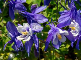 Orlíček 'Spring Magic Navy and White' - Aquilegia caerulea 'Spring Magic Navy and White'
