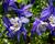 Orlíček 'Spring Magic Navy and White'