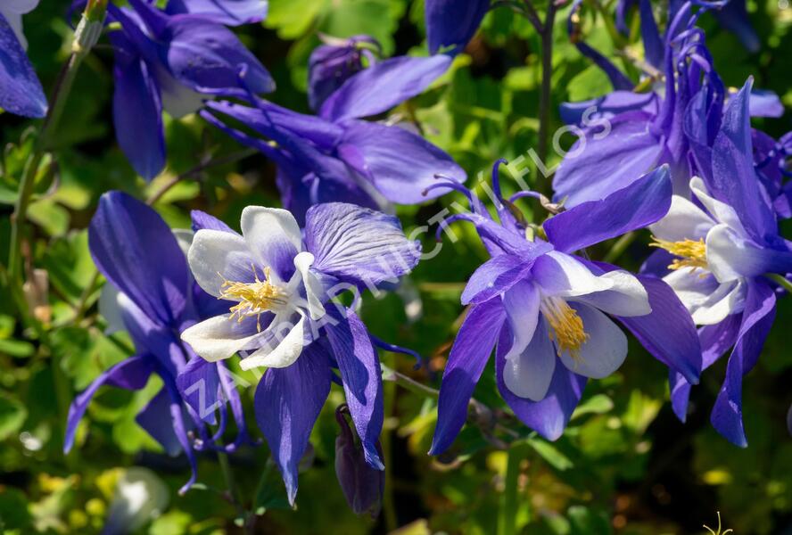 Orlíček 'Spring Magic Navy and White' - Aquilegia caerulea 'Spring Magic Navy and White'