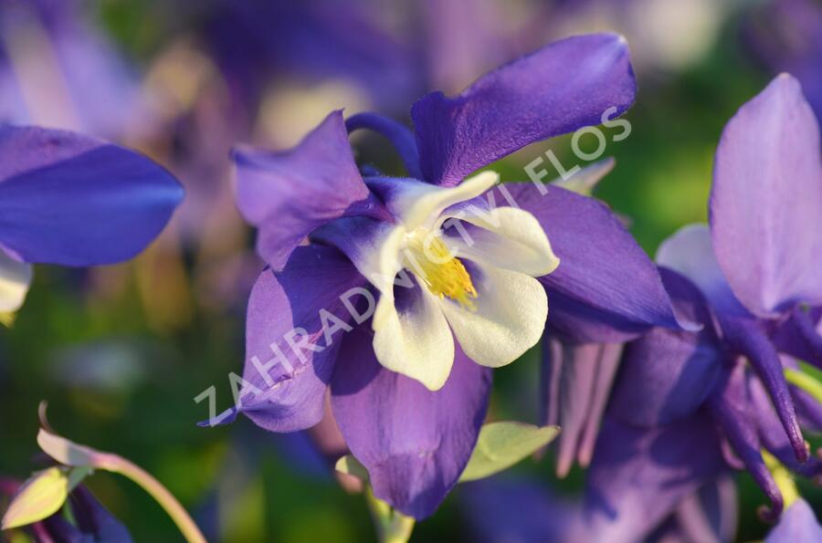 Orlíček 'Spring Magic Navy and White' - Aquilegia caerulea 'Spring Magic Navy and White'