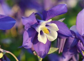 Orlíček 'Spring Magic Navy and White' - Aquilegia caerulea 'Spring Magic Navy and White'