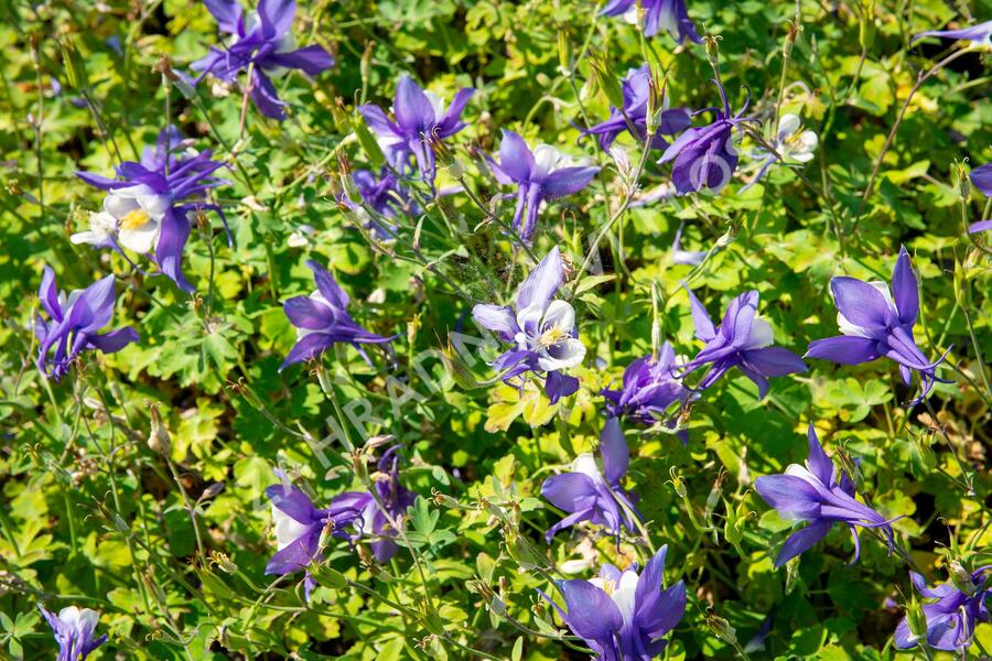 Orlíček 'Spring Magic Blue White' - Aquilegia caerulea 'Spring Magic Blue White'