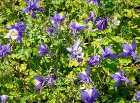 Orlíček 'Spring Magic Blue White' - Aquilegia caerulea 'Spring Magic Blue White'