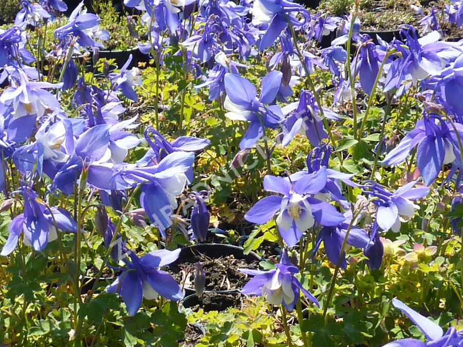 Orlíček 'Spring Magic Blue White' - Aquilegia caerulea 'Spring Magic Blue White'