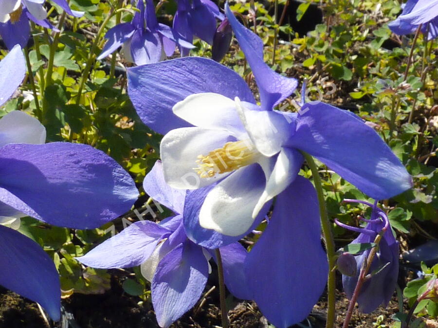 Orlíček 'Spring Magic Blue White' - Aquilegia caerulea 'Spring Magic Blue White'