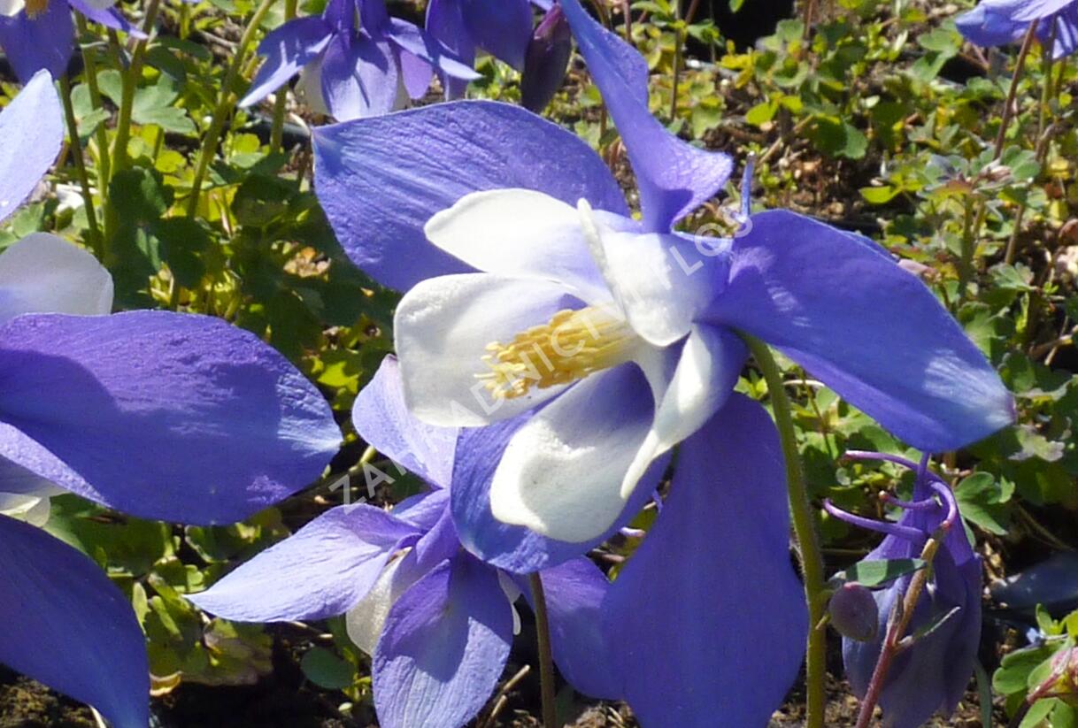 Orlíček 'Spring Magic Blue White' - Aquilegia caerulea 'Spring Magic Blue White'
