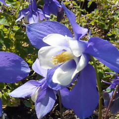 Orlíček 'Spring Magic Blue White' - Aquilegia caerulea 'Spring Magic Blue White'