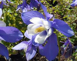 Orlíček 'Spring Magic Blue White'