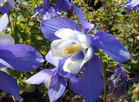 Orlíček 'Spring Magic Blue White' - Aquilegia caerulea 'Spring Magic Blue White'