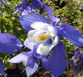 Orlíček 'Spring Magic Blue White' - Aquilegia caerulea 'Spring Magic Blue White'