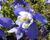 Orlíček 'Spring Magic Blue White'