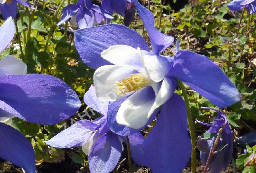 Orlíček 'Spring Magic Blue White' - Aquilegia caerulea 'Spring Magic Blue White'
