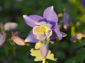 Orlíček 'Spring Magic Blue White' - Aquilegia caerulea 'Spring Magic Blue White'