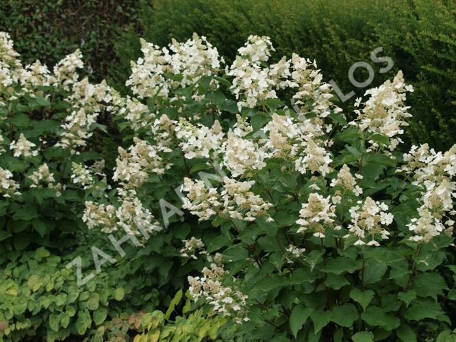 Hortenzie latnatá 'White Lady' - Hydrangea paniculata 'White Lady'