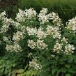 Hortenzie latnatá 'White Lady' - Hydrangea paniculata 'White Lady'