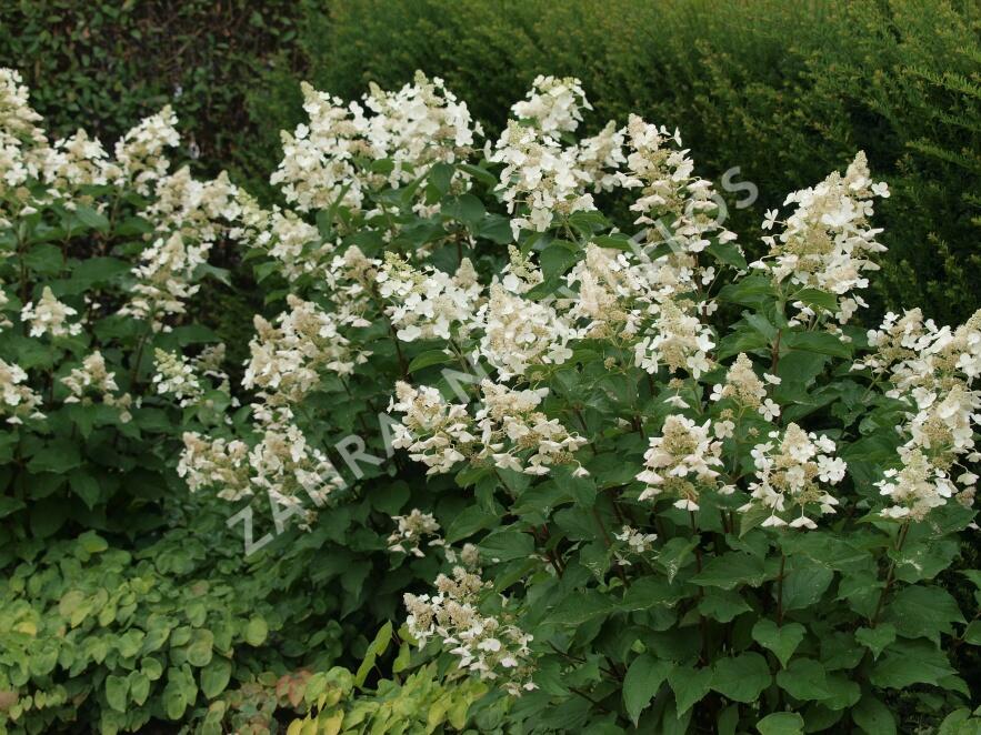 Hortenzie latnatá 'White Lady' - Hydrangea paniculata 'White Lady'
