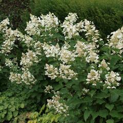 Hortenzie latnatá 'White Lady' - Hydrangea paniculata 'White Lady'