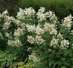 Hortenzie latnatá 'White Lady' - Hydrangea paniculata 'White Lady'