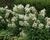 Hortenzie latnatá 'White Lady'