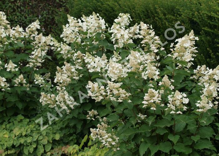 Hortenzie latnatá 'White Lady' - Hydrangea paniculata 'White Lady'