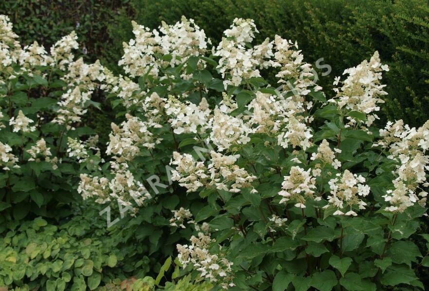 Hortenzie latnatá 'White Lady' - Hydrangea paniculata 'White Lady'