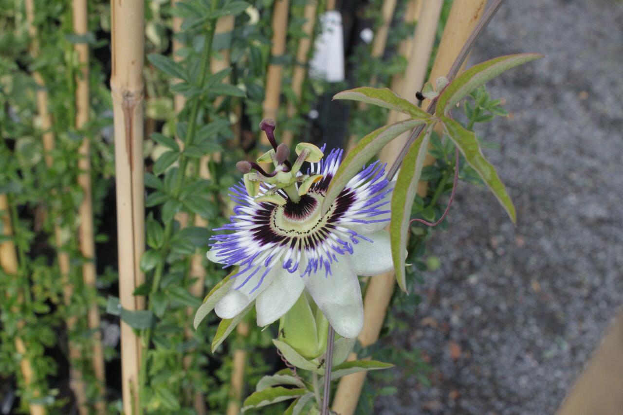 Mučenka modrá - Passiflora caerulea | Zahradnictví FLOS