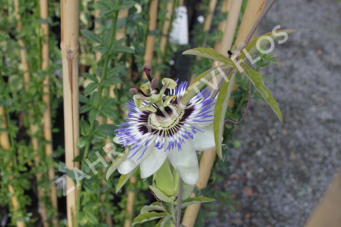 Mučenka modrá - Passiflora caerulea