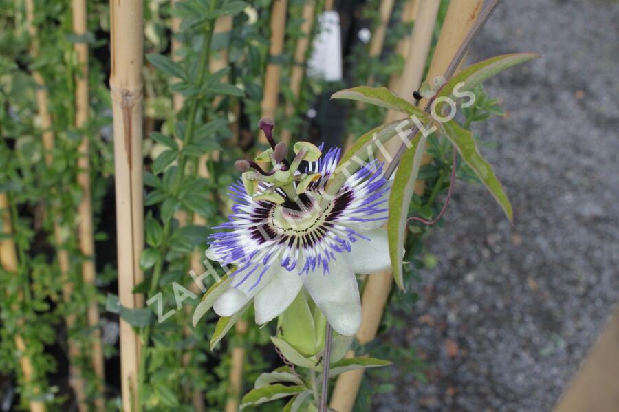 Mučenka modrá - Passiflora caerulea