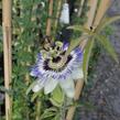 Mučenka modrá - Passiflora caerulea