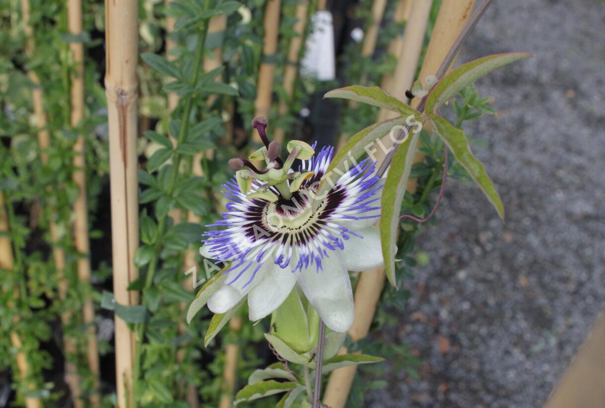 Mučenka modrá - Passiflora caerulea