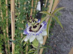 Mučenka modrá - Passiflora caerulea