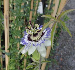 Mučenka modrá - Passiflora caerulea