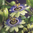 Mučenka modrá - Passiflora caerulea