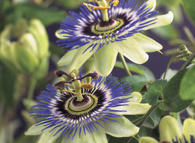 Mučenka modrá - Passiflora caerulea