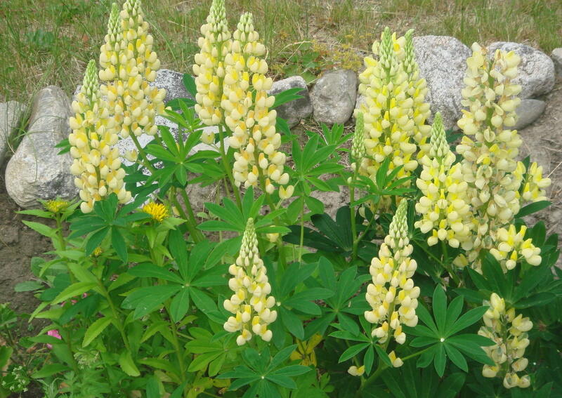 Lupina mnoholistá 'Chandelier' - Lupinus polyphyllus 'Chandelier'