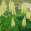 Lupina mnoholistá 'Chandelier' - Lupinus polyphyllus 'Chandelier'