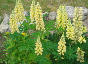 Lupina mnoholistá 'Chandelier' - Lupinus polyphyllus 'Chandelier'