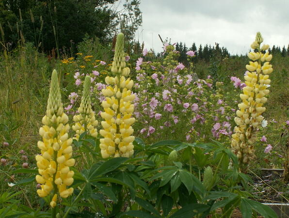 Lupina mnoholistá 'Chandelier' - Lupinus polyphyllus 'Chandelier'