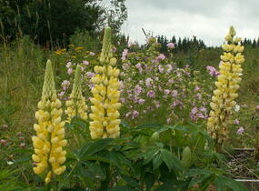 Lupina mnoholistá 'Chandelier' - Lupinus polyphyllus 'Chandelier'