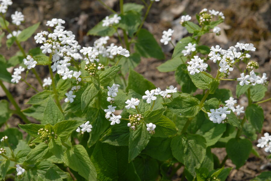 Pomněnkovec velkolistý 'Betty Bowring' - Brunnera macrophylla 'Betty Bowring'