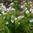 Pomněnkovec velkolistý 'Betty Bowring' - Brunnera macrophylla 'Betty Bowring'