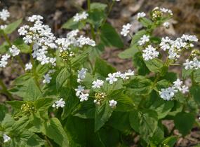 Pomněnkovec velkolistý 'Betty Bowring' - Brunnera macrophylla 'Betty Bowring'