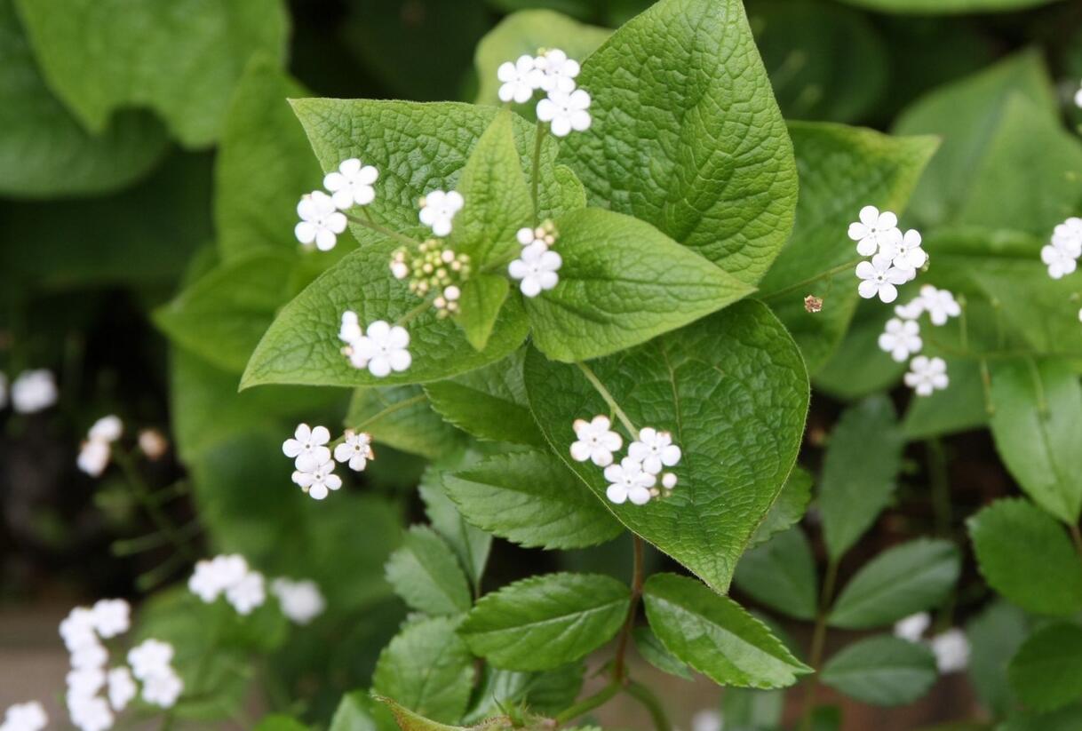 Pomněnkovec velkolistý 'Betty Bowring' - Brunnera macrophylla 'Betty Bowring'