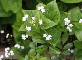 Pomněnkovec velkolistý 'Betty Bowring' - Brunnera macrophylla 'Betty Bowring'