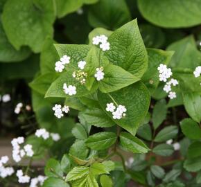 Pomněnkovec velkolistý 'Betty Bowring' - Brunnera macrophylla 'Betty Bowring'