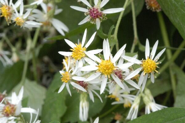 Hvězdnice 'Beth Chatto' - Aster divaricatus 'Beth Chatto'