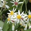 Hvězdnice 'Beth Chatto' - Aster divaricatus 'Beth Chatto'