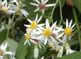 Hvězdnice rozkladitá 'Beth Chatto' - Aster divaricatus 'Beth Chatto'